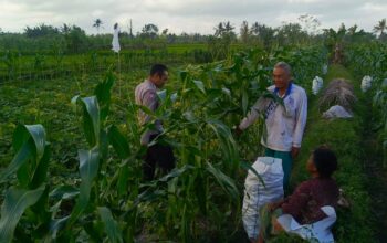 Kuripan Utara Siapkan Pola Tanam Adaptif di Musim Tak Menentu