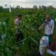 Bhabinkamtibmas Kuripan Utara Dampingi Petani Hadapi Kemarau Basah