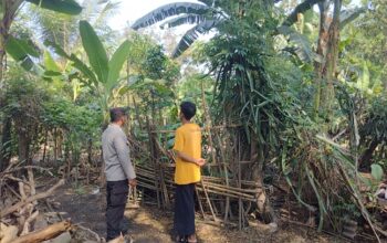 Pekarangan Bergizi Jadi Solusi Ketahanan Pangan di Desa Montong Are
