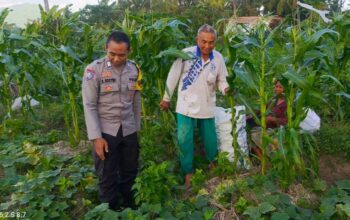 Petani Kuripan Utara Terapkan Inovasi Pertanian Didukung Polri