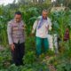 Sinergi Polri dan Petani Tingkatkan Ketahanan Pangan di Kuripan Utara
