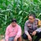 Sinergi Polisi dan Petani di Lembar Perkuat Pangan Nasional
