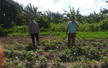 Polri Dorong Ketahanan Pangan Lewat Pendampingan Petani di Lombok Barat