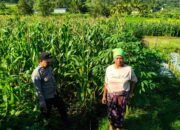 Polsek Lembar Dampingi Warga Mareje Timur Atur Tanam Jagung