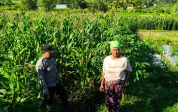 Polsek Lembar Dampingi Warga Mareje Timur Atur Tanam Jagung