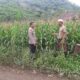 Polsek Lembar Dukung Ketahanan Pangan di Dusun Jelateng Sedenggang
