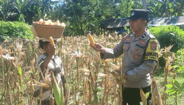Bhabinkamtibmas di Sekotong Dukung Panen Jagung Warga Dusun Gelumpang