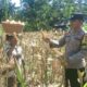 Bhabinkamtibmas di Sekotong Dukung Panen Jagung Warga Dusun Gelumpang