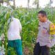 Bhabinkamtibmas Dukung Ketahanan Pangan di Kuripan Utara