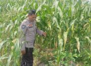 Polisi Dukung Petani: Sinergi Jaga Kamtibmas dan Pangan di Desa Beleka