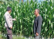 Polsek Lembar Dampingi Petani Jagung di Gunung Gundil