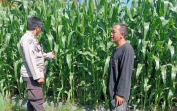Polsek Lembar Dampingi Petani Jagung di Gunung Gundil