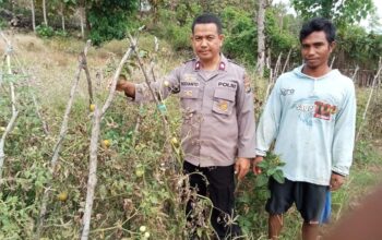 Penguatan Ketahanan Pangan di Tingkat Desa, Bhabinkamtibmas Polsek Soromandi Aktif Dampingi Petani