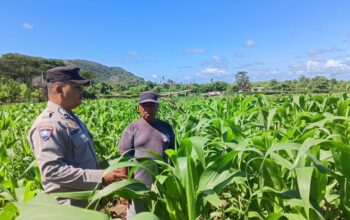 Bhabinkamtibmas Desa Sekongkang Bawah Laksanakan Sambang dan Cek Ketahanan Pangan Lahan Jagung MT2