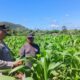 Bhabinkamtibmas Desa Sekongkang Bawah Laksanakan Sambang dan Cek Ketahanan Pangan Lahan Jagung MT2