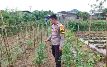 Bhabinkamtibmas Desa Tapir Dampingi Pengelolaan Pekarangan Pangan Bergizi, Dukung Program Asta Cita Swasembada Pangan