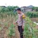 Bhabinkamtibmas Desa Tapir Dampingi Pengelolaan Pekarangan Pangan Bergizi, Dukung Program Asta Cita Swasembada Pangan