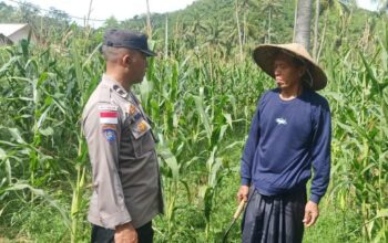 Bhabinkamtibmas Sekotong Dukung Petani Jagung Wujudkan Ketahanan Pangan