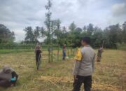 Ketahanan Pangan Banyumulek: Polisi Aktif Dampingi Petani Jagung