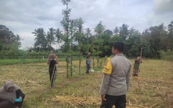 Ketahanan Pangan Banyumulek: Polisi Aktif Dampingi Petani Jagung