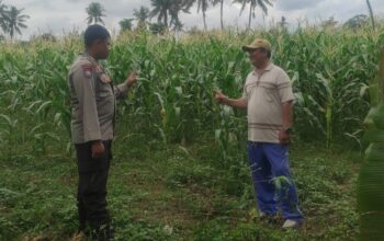 Pemanfaatan Pekarangan dan Jagung Siap Panen, Banyumulek Jadi Contoh Ketahanan Pangan NTB