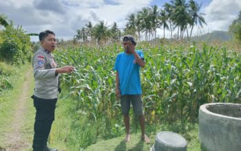 Perkuat Ketahanan Pangan, Polisi Bina Petani Jagung di Sekotong