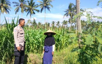 Bhabinkamtibmas Eyat Mayang Dukung Petani Jagung Demi Ketahanan Pangan
