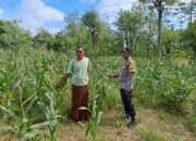 Bhabinkamtibmas Pelangan Dorong Ketahanan Pangan dari Pekarangan Warga Sekotong