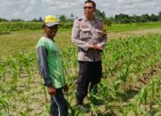 Bhabinkamtibmas Telagawaru Dorong Ketahanan Pangan Warga Paok Kambut