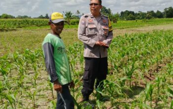 Bhabinkamtibmas Telagawaru Dorong Ketahanan Pangan Warga Paok Kambut