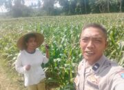 Dukungan Polri di Eyat Mayang, Petani Jagung Tak Sendiri