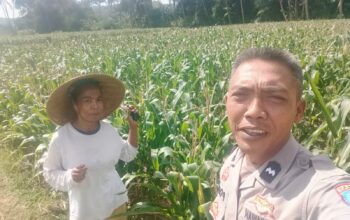 Pemanfaatan Pekarangan Dorong Ketahanan Pangan di Desa Kuripan