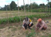 Ketahanan Pangan Dimulai dari Desa Bhabinkamtibmas Jagaraga Dorong Pemanfaatan Lahan Pekarangan