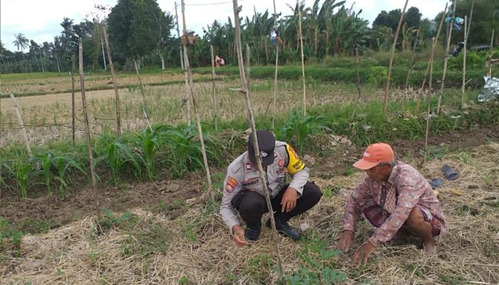 Bhabinkamtibmas Kuripan Ajak Warga Kembangkan Pertanian Keluarga untuk Ketahanan Pangan