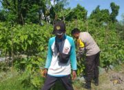 Ketahanan Pangan Diperkuat, Bhabinkamtibmas Gandeng Petani Jagaraga