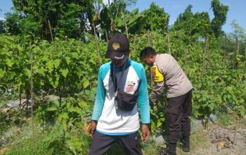 Ketahanan Pangan Diperkuat, Bhabinkamtibmas Gandeng Petani Jagaraga