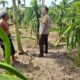 Bhabinkamtibmas Gelogor Dukung Petani Jaga Ketahanan Pangan