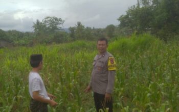 Ketahanan Pangan dan Keamanan Diperkuat di Sekotong Tengah Lewat DDS Bhabinkamtibmas