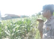 ketahanan pangan, Bhabinkamtibmas, Labuapi, Polsek Labuapi, pekarangan produktif, pertanian lokal, sinergi polisi masyarakat, NTB, pangan nasional, Harkamtibmas