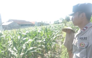 Bhabinkamtibmas Labuapi Dorong Ketahanan Pangan Lewat Silaturahmi Petani