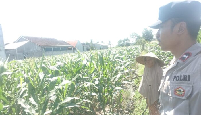 Bhabinkamtibmas Labuapi Dorong Ketahanan Pangan Lewat Silaturahmi Petani
