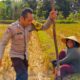 Bhabinkamtibmas Kuripan Utara Dorong Ketahanan Pangan dari Lahan Produktif Warga