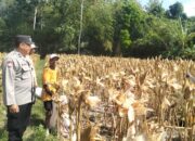 Panen Jagung Sukses di Gerung Selatan, Polri Hadir Jaga Kondusivitas