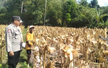 Panen Jagung Sukses di Gerung Selatan, Sinergi Polri dan Petani Berbuah Hasil