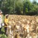 Panen Jagung Sukses di Gerung Selatan, Sinergi Polri dan Petani Berbuah Hasil