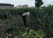 Peran Aktif Bhabinkamtibmas Labuapi Dukung Ketahanan Pangan Lokal
