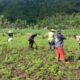 Pemanfaatan Pekarangan Dorong Ketahanan Pangan di Desa Kuripan