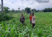 Polri Gencarkan Ketahanan Pangan di Lombok Barat, Bhabinkamtibmas Ajak Warga Sukseskan Swasembada
