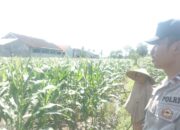 Polri dan Petani Labuapi Bersinergi, Perkuat Ketahanan Pangan Nasional Melalui Optimalisasi Lahan