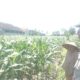 Bhabinkamtibmas Labuapi Dukung Petani Optimalkan Lahan Kosong untuk Tanam Jagung